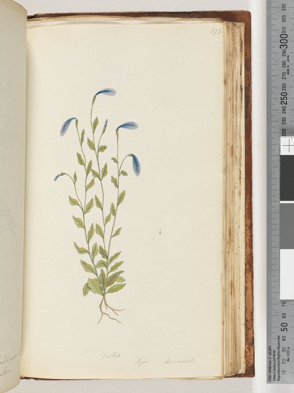 Page 173. Violet, Pigia, Decandolli by Unknown artist