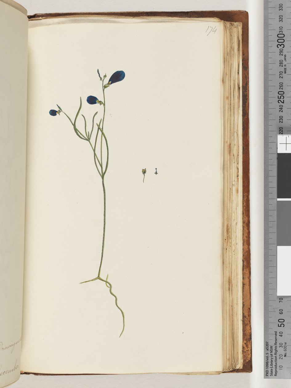 Page 174. Unidentified Plant by Unknown artist