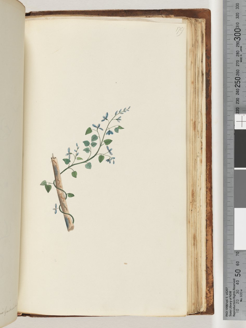 Page 179. Unidentified plant by Unknown artist
