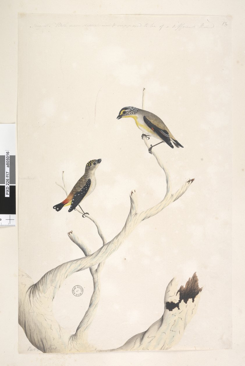 Spotted Pardalote and Eastern Striated Pardalote by Unknown artist