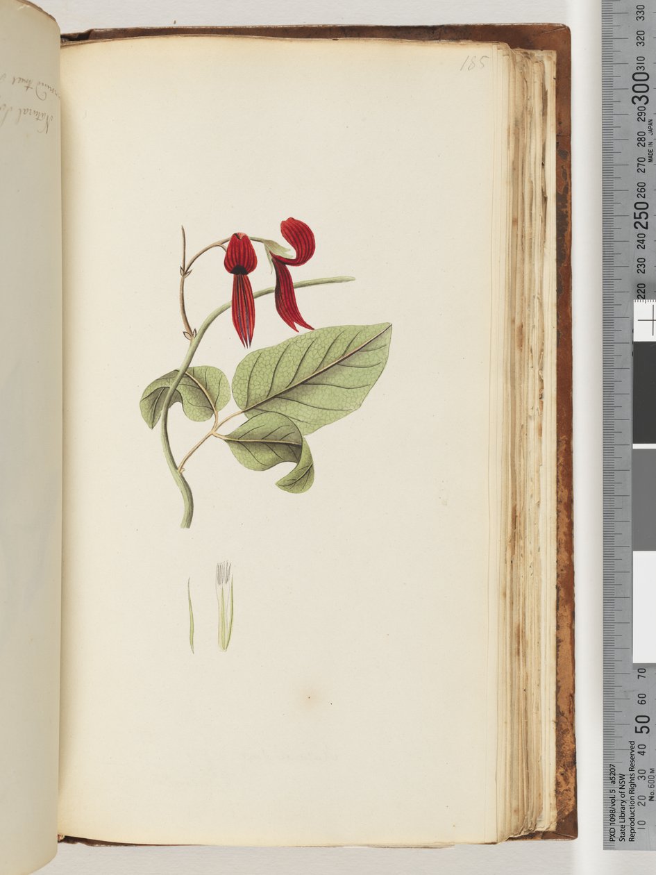 Page 185. Unidentified plant by Unknown artist