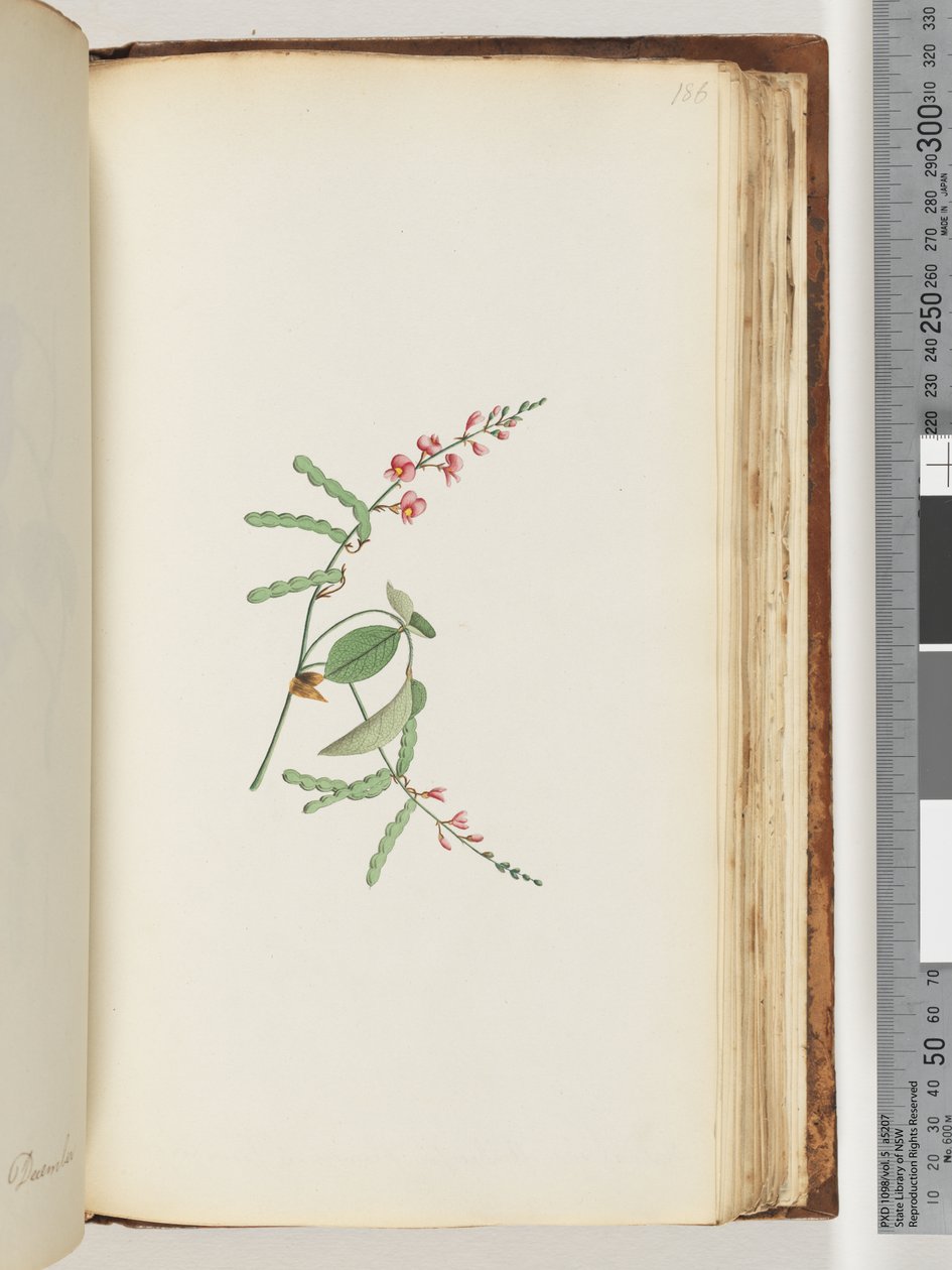 Page 186. Flowering plant, a Creeper by Unknown artist