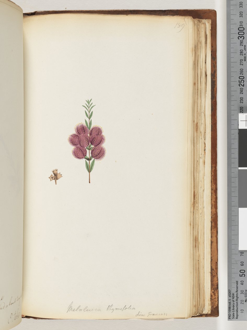 Page 189. Melaleuca thymifolia by Unknown artist