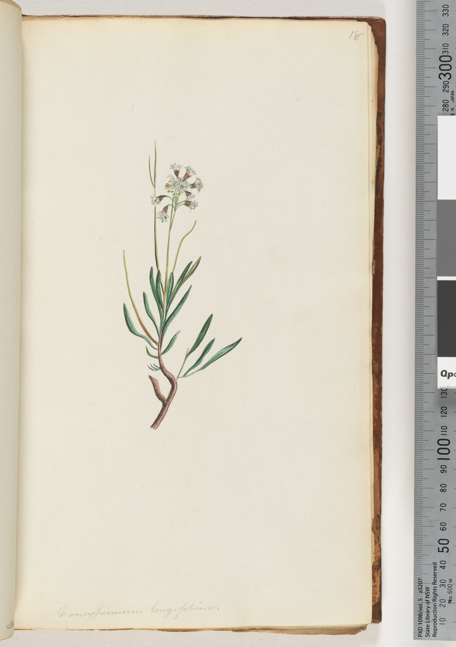 Page 18. Conospermum Longifolium, Long Leaf Coneseeds by Unknown artist