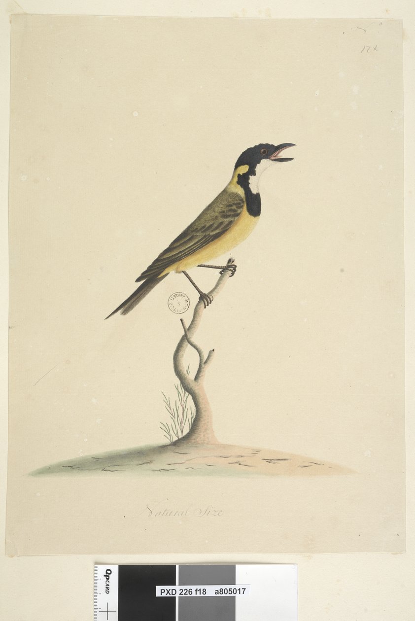 Page 18. Natural Size Golden Whistler Pachycephala Pectoralis, Male, 1791-92 by Unknown artist