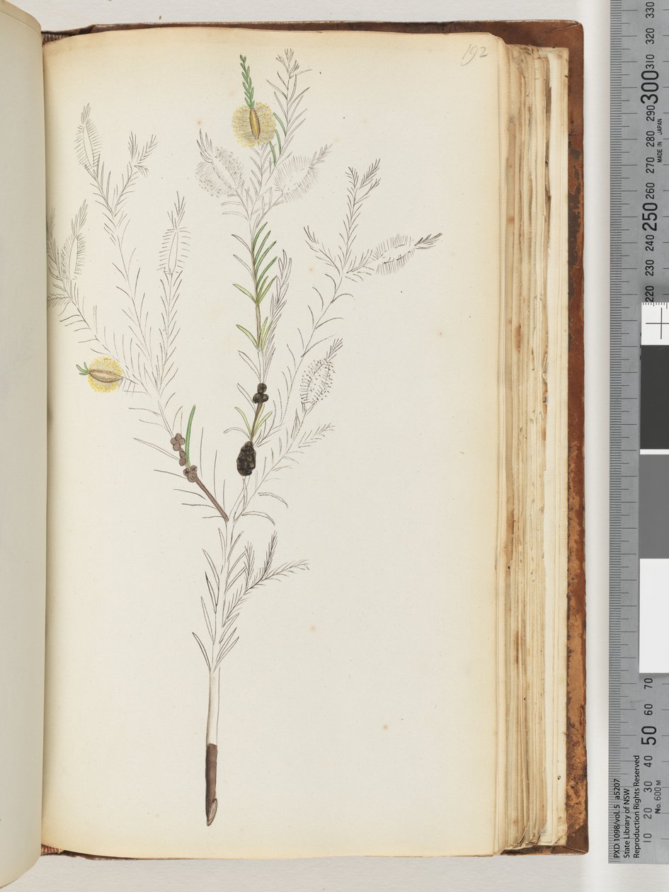 Page 192. From Major Ross unfinished drawing by Unknown artist