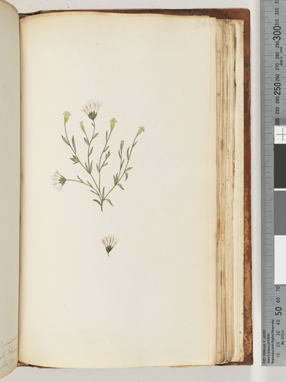 Page 196. Unidentified plant by Unknown artist