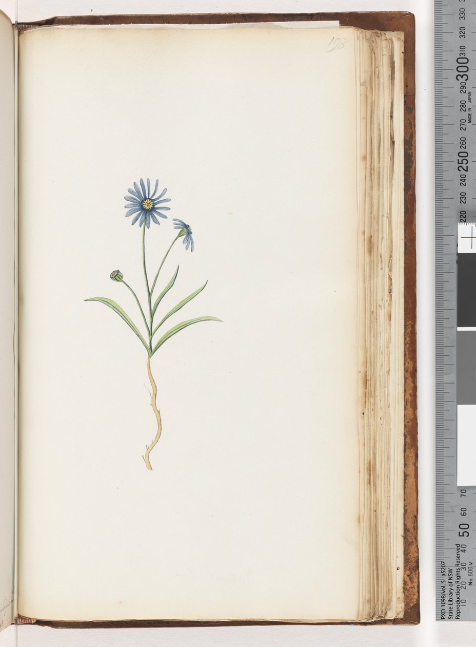 Page 198. Unidentified plant by Unknown artist