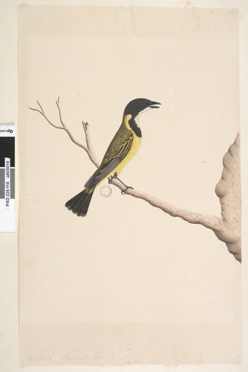 Natural Size Golden Whistler by Unknown artist