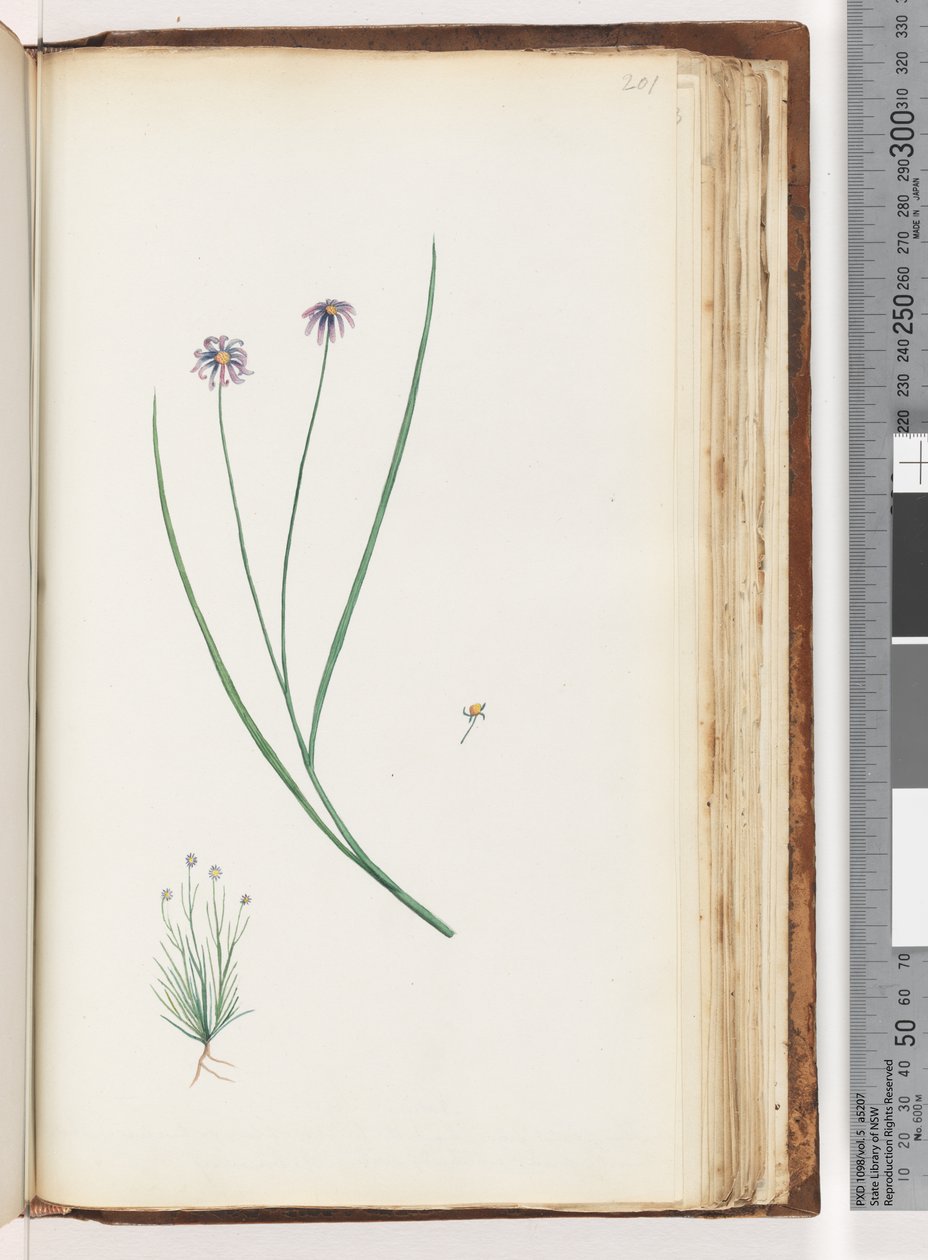 Page 201. Unidentified plant by Unknown artist