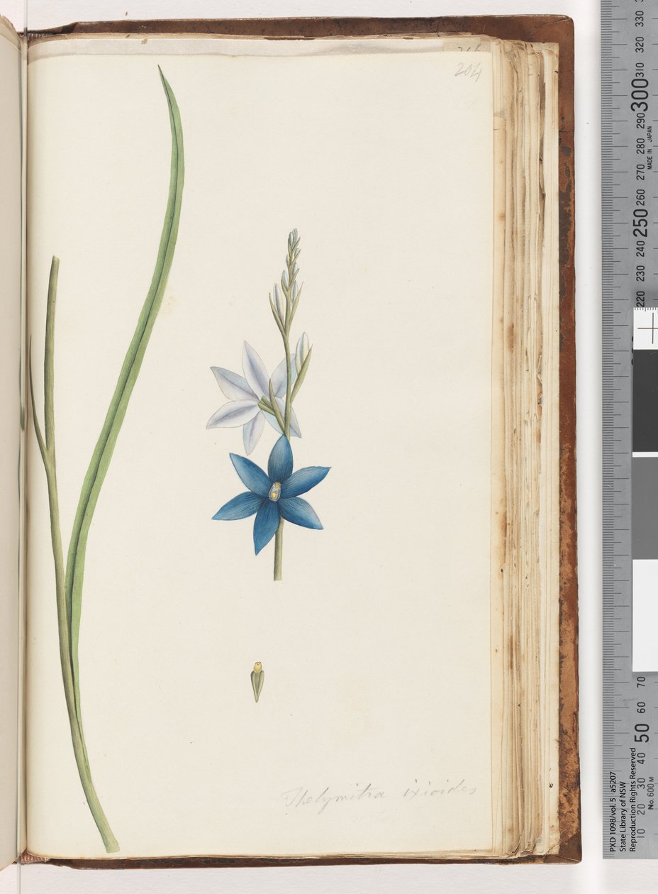 Page 204. Thelymitra ixiodes / Spotted Sun Orchid by Unknown artist