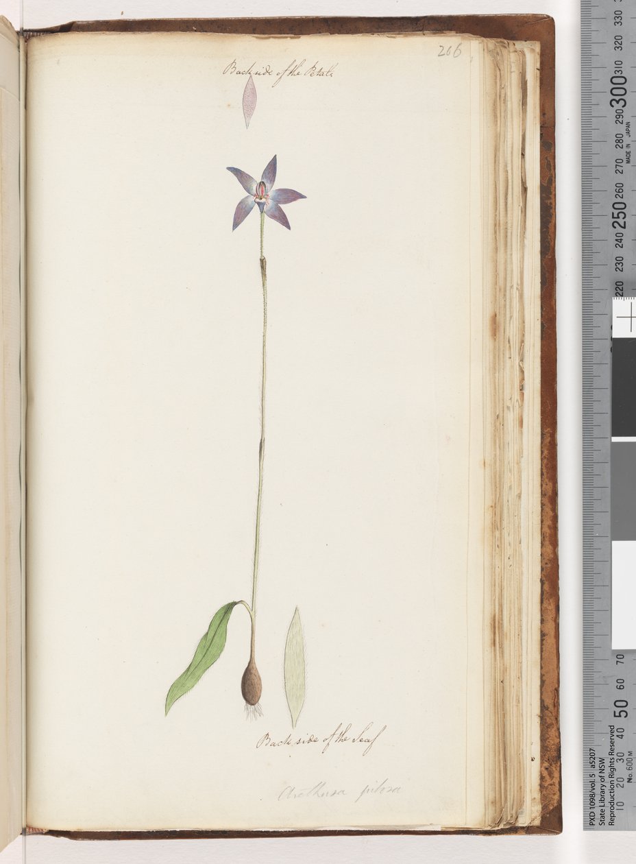 Page 206. Backside of the Petals. Backside of the Leaf. Arethusa pilosa / Wax Lip Orchid by Unknown artist