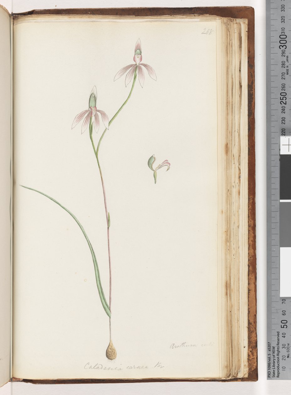 Page 208. Arethusa certe? Caladenia carnea / Pink Fingers Orchid by Unknown artist