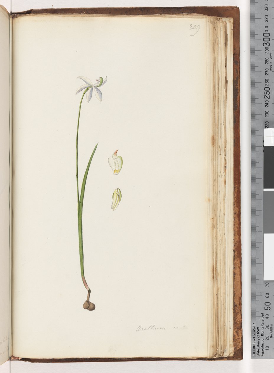 Page 209. Arethusa certe? by Unknown artist