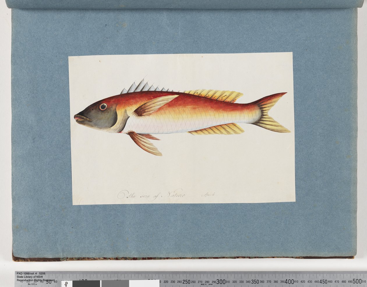 Unidentified Fish by Unknown artist