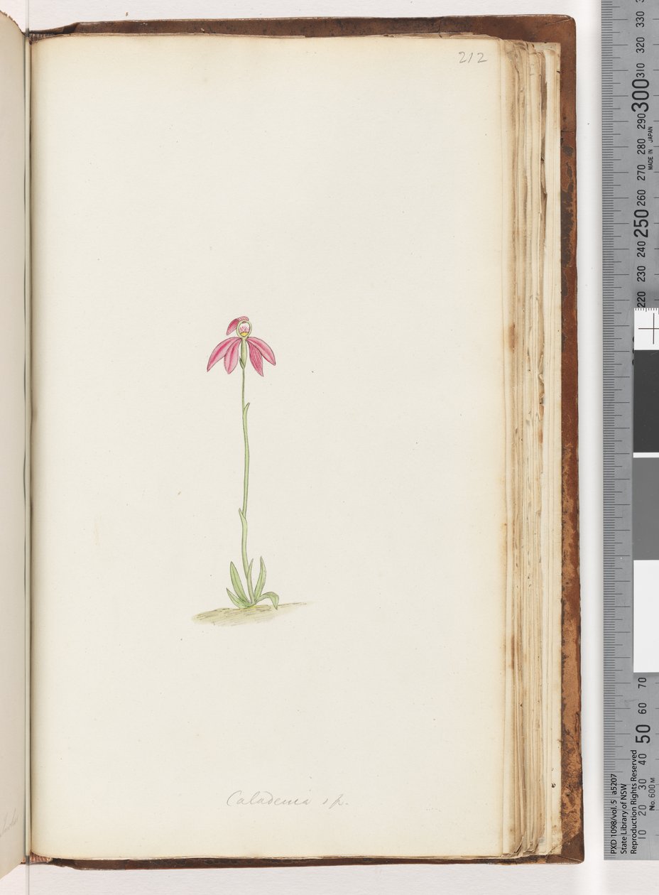 Page 212. Caladenia sp by Unknown artist