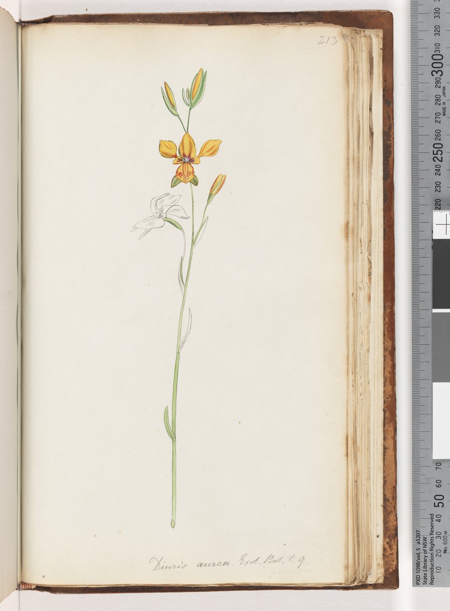 Page 213. Diuris Aurea, Exot. Bot. t. 9, Golden Donkey Orchid by Unknown artist