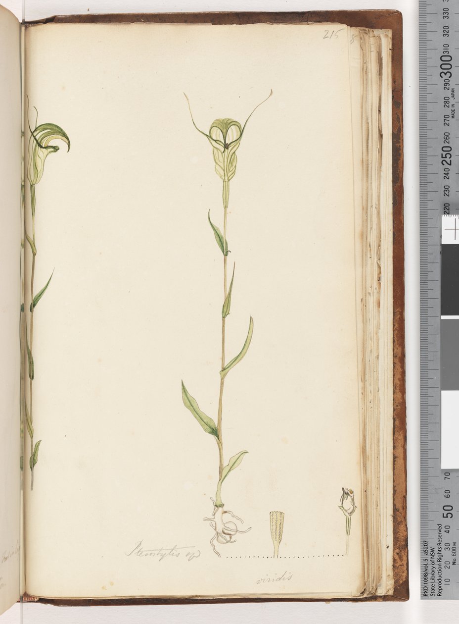 Page 215. Pterostylis op / viridis by Unknown artist