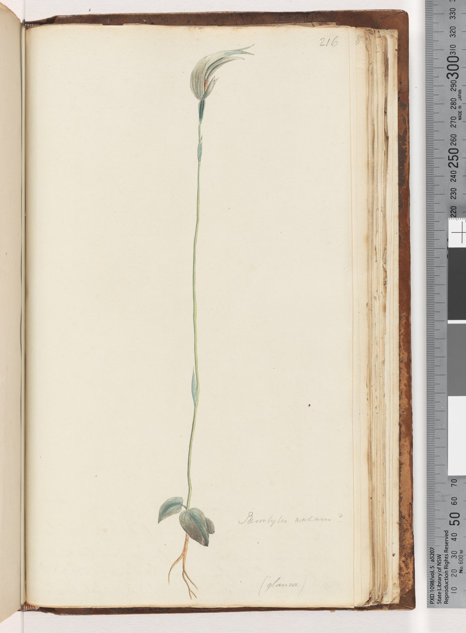 Page 216. Pterostylis nutans? by Unknown artist