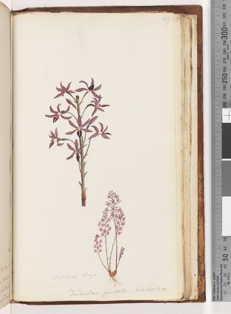 Page 217. Dipodium Brown / Dendrobium punctatum. Exot. Bot. t. 12. Hyacinth Orchid by Unknown artist