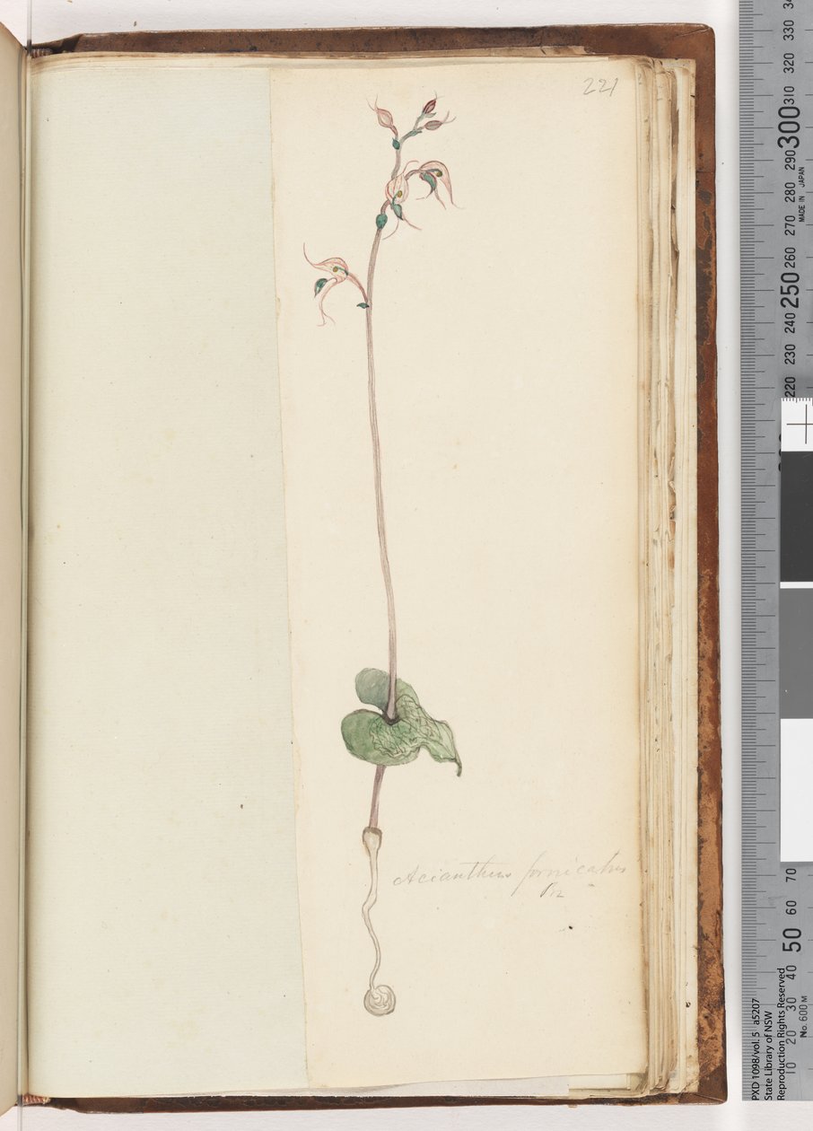 Page 221. Acianthus fornicatus Br Pixie Caps by Unknown artist