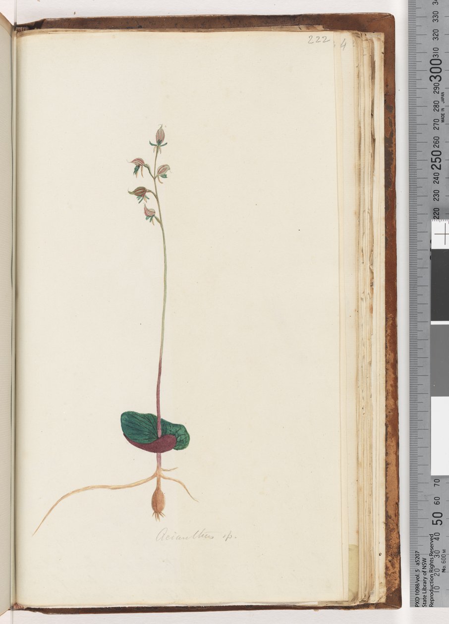 Page 222. Acianthus sp by Unknown artist