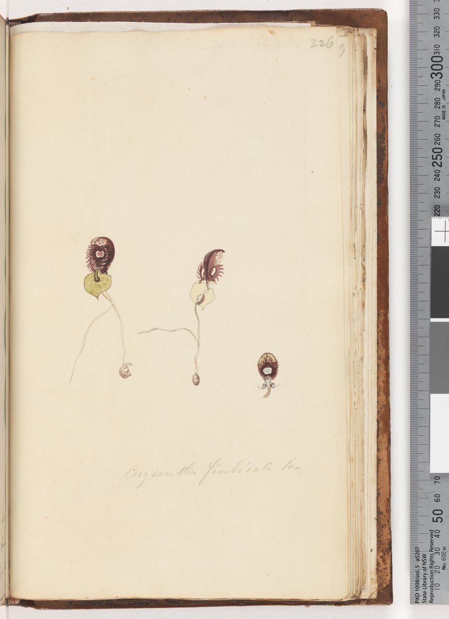 Page 226. Corysanthes fimbriata Fringed Helmet Orchid by Unknown artist