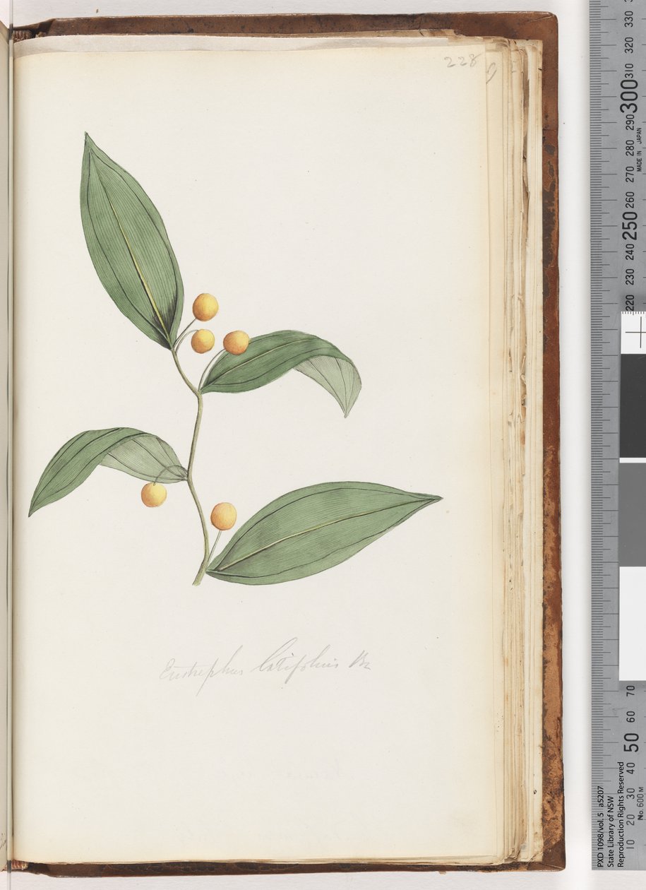 Page 228. Eustrephus latifolius / Wombat Berry by Unknown artist