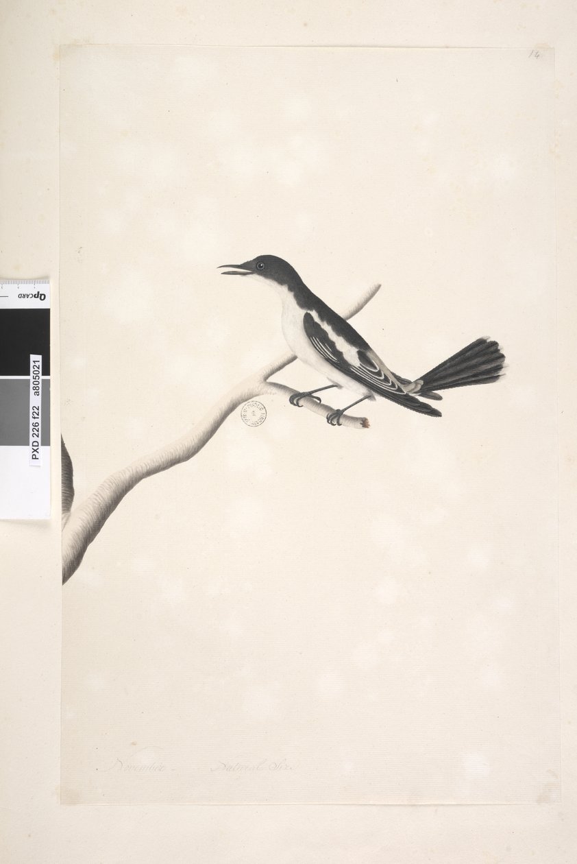 White-winged Triller, male, 1791-92 by Unknown artist