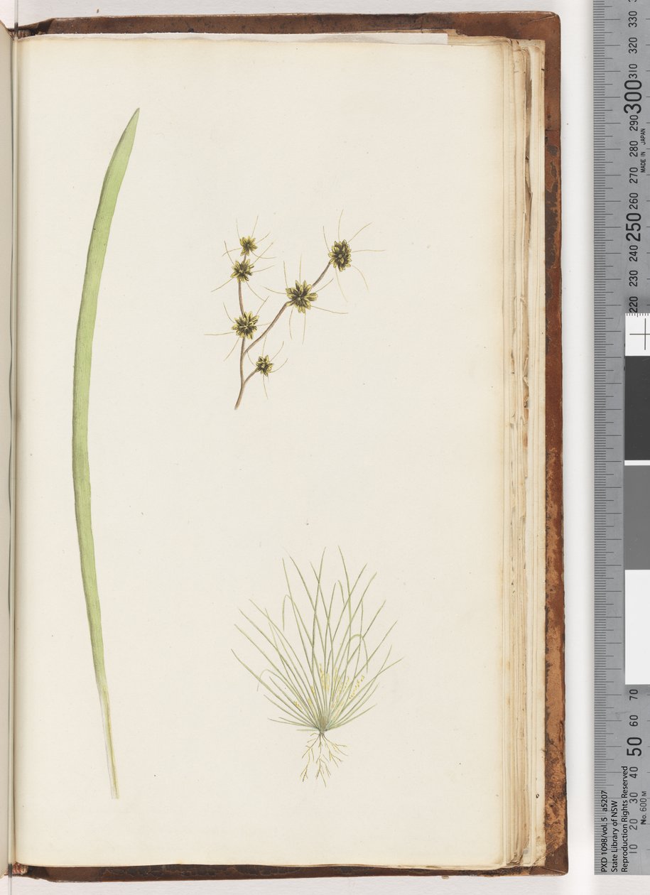 Page 234a. 1/4 Unidentified plant by Unknown artist
