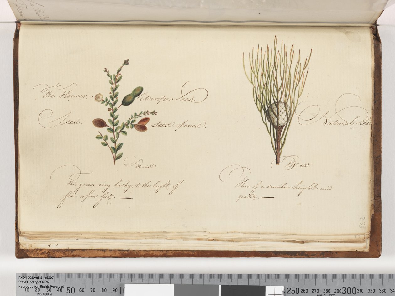 Page 238. Unidentified plant by Unknown artist