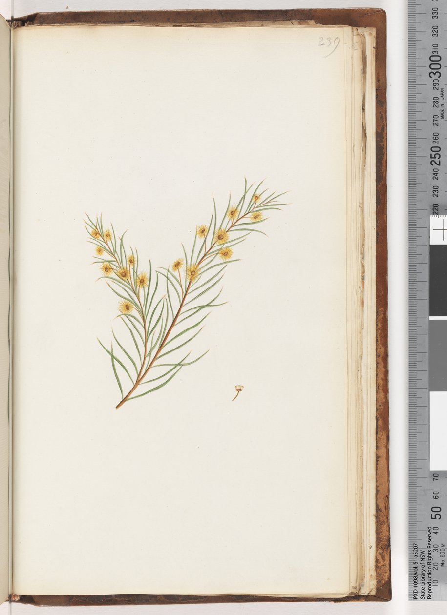 Page 239. Unidentified plant by Unknown artist