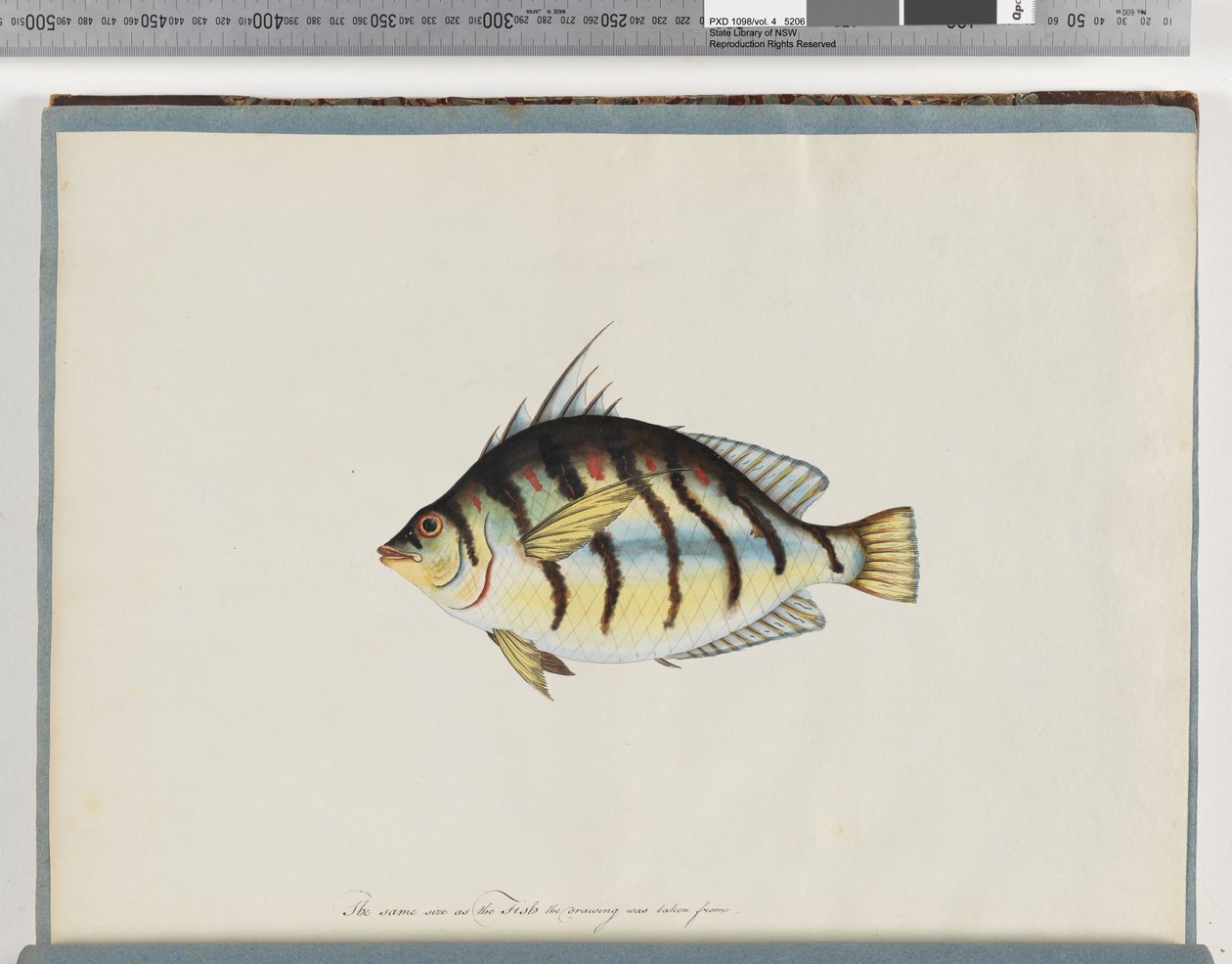Page 23. Unidentified fish by Unknown artist