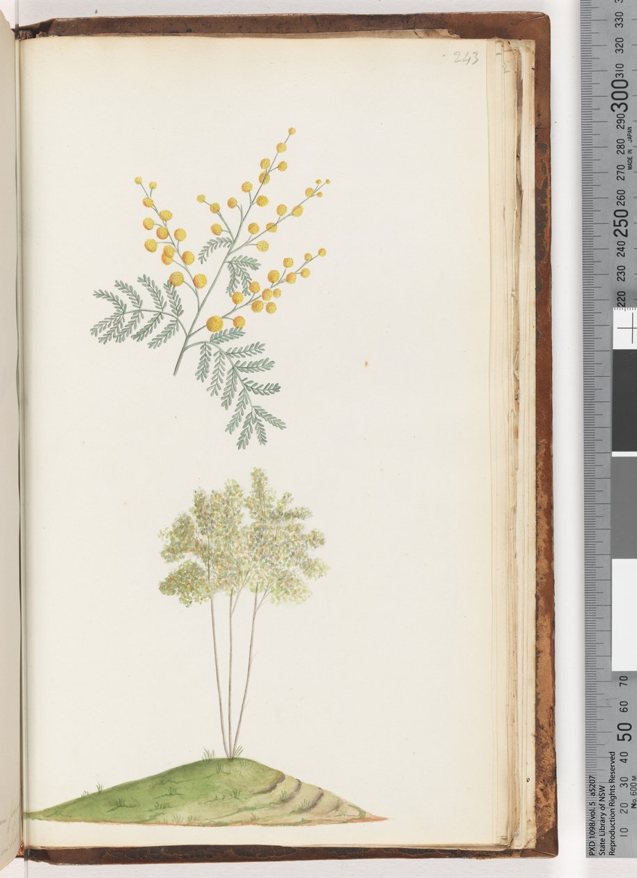 Page 243. Unnamed flowering plant by Unknown artist