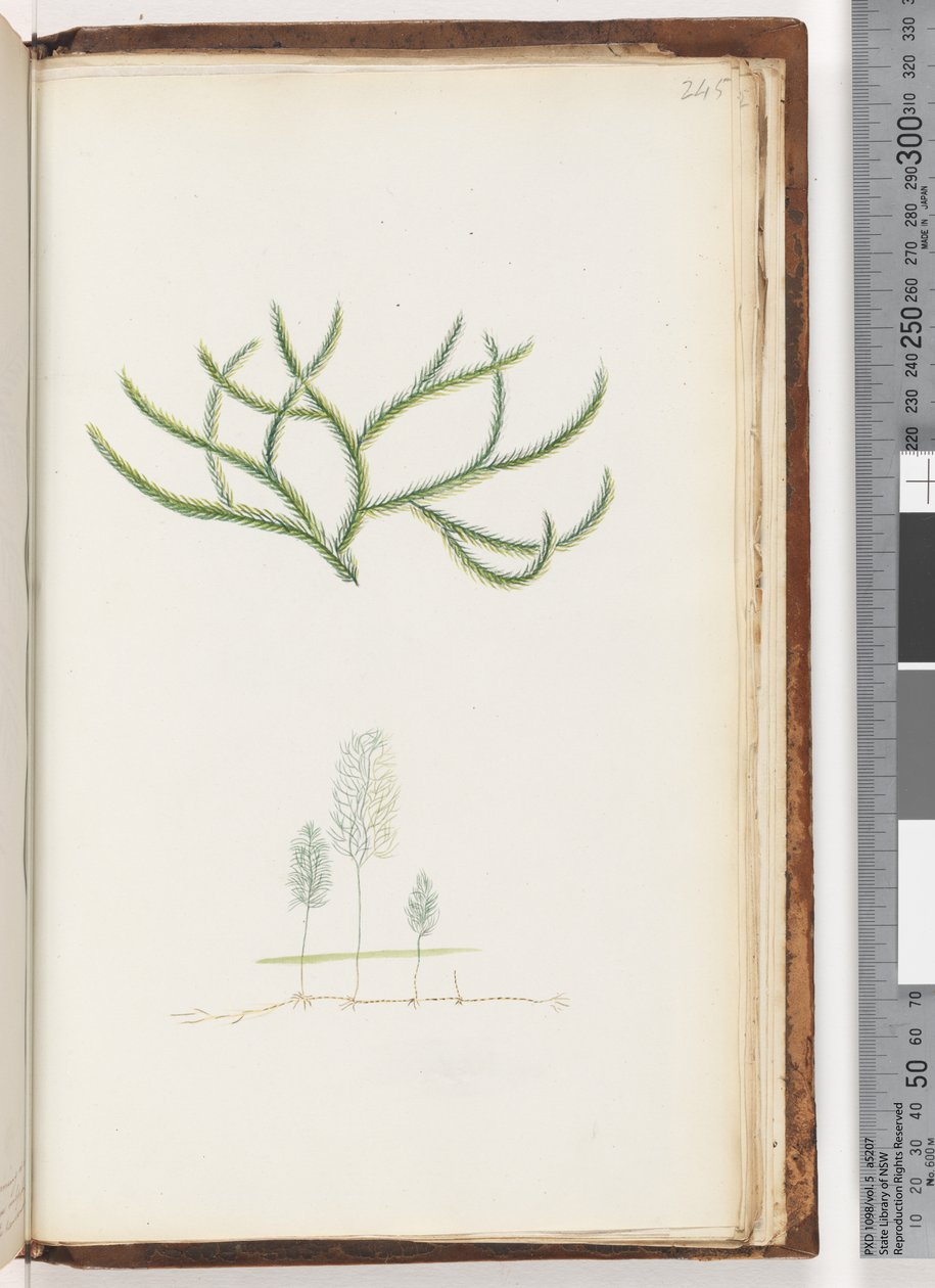 Page 245. No inscription, unidentified plant by Unknown artist