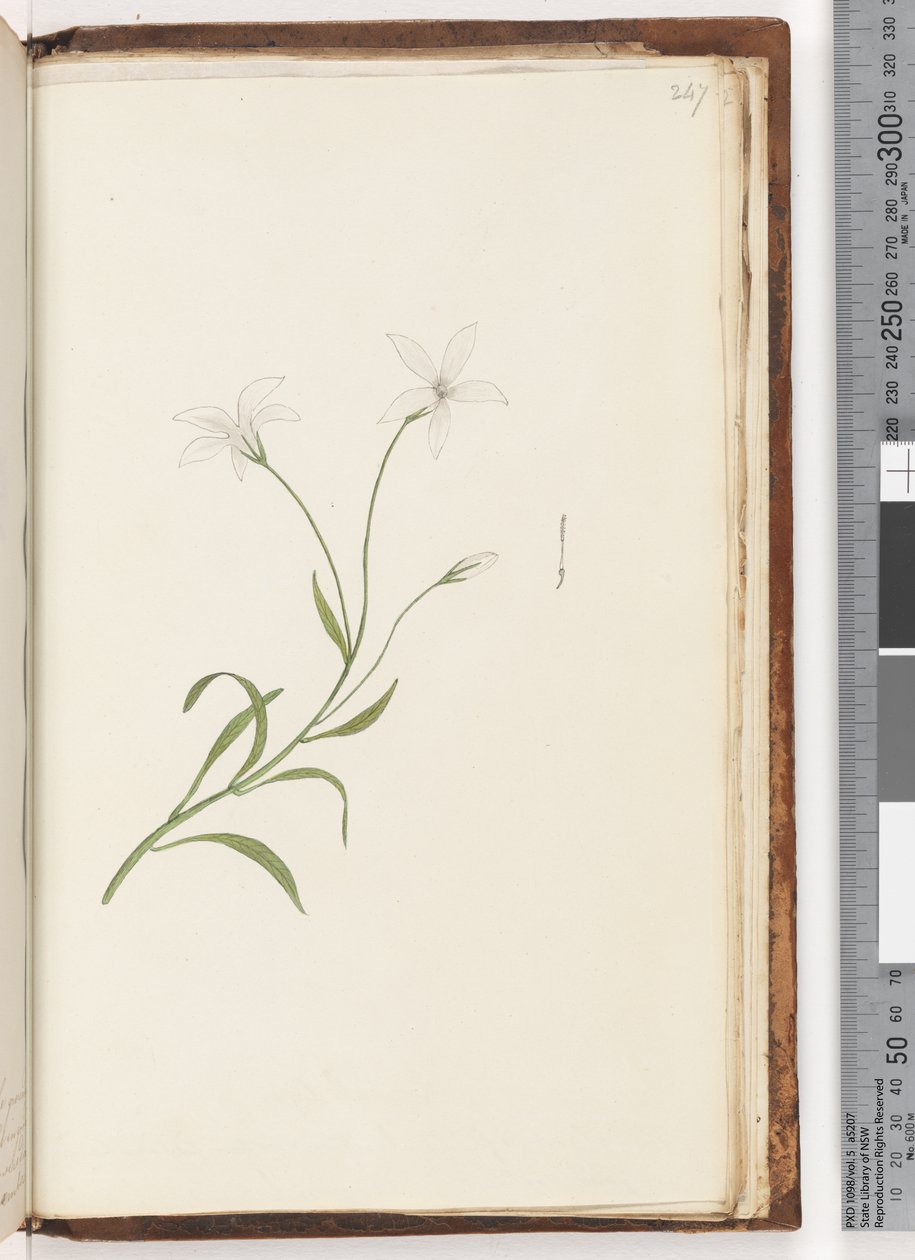 Page 247. Unidentified plant by Unknown artist