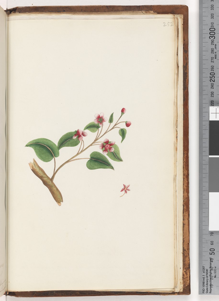 Page 252. Unidentified plant by Unknown artist