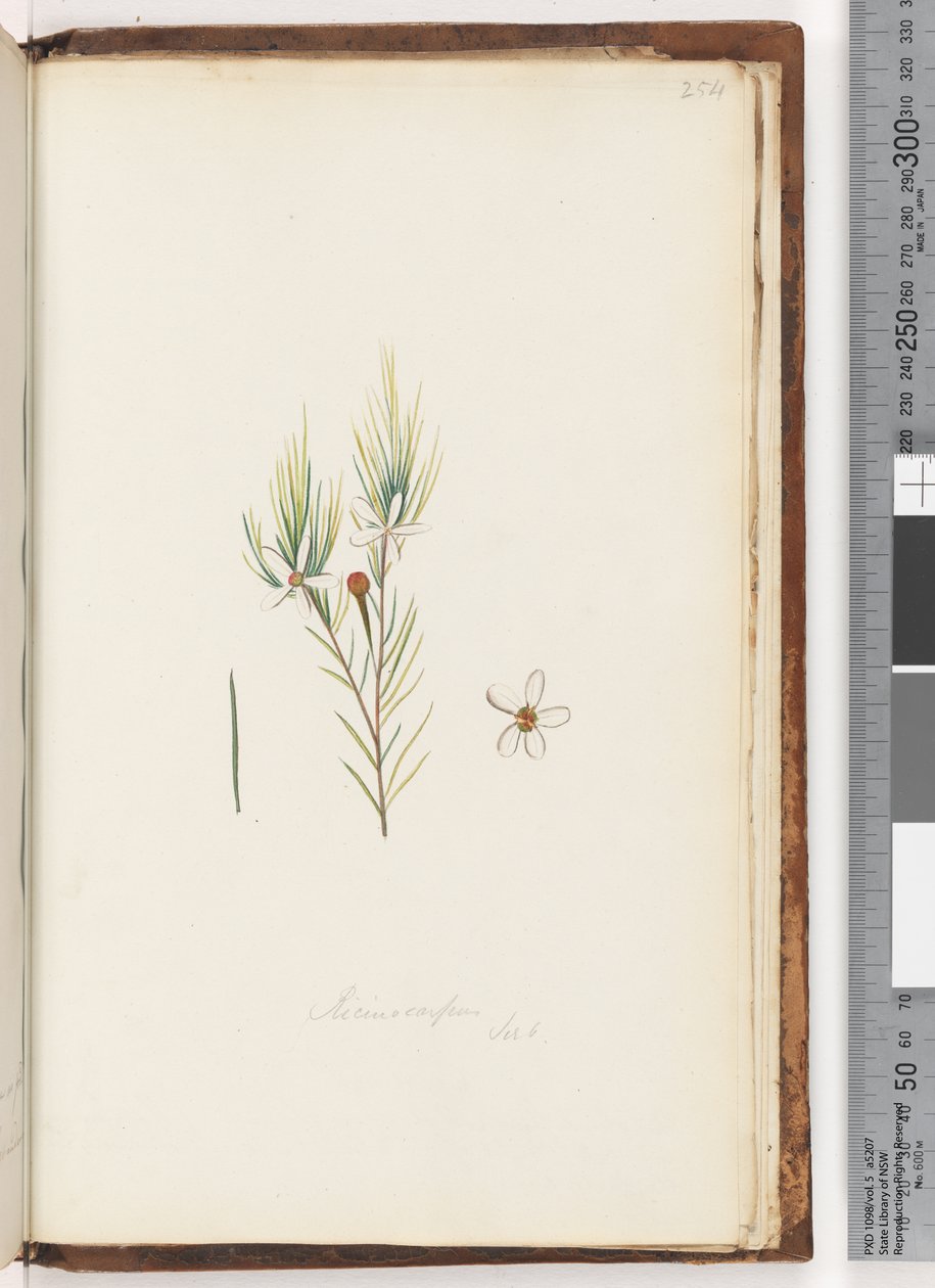 Page 254. Ricinocarpus by Unknown artist