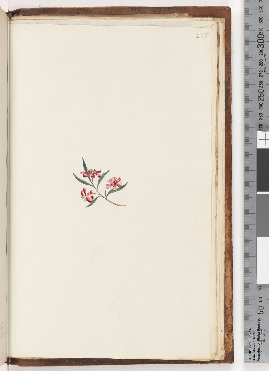 Page 255. Unidentified plant by Unknown artist
