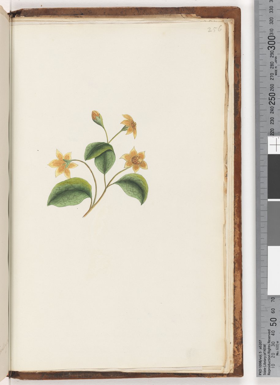 Unidentified Plant by Unknown
