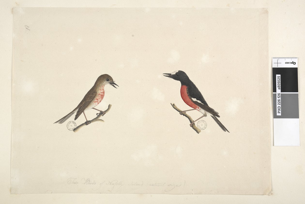 Page 26. Two birds of Norfolk Island by Unknown artist