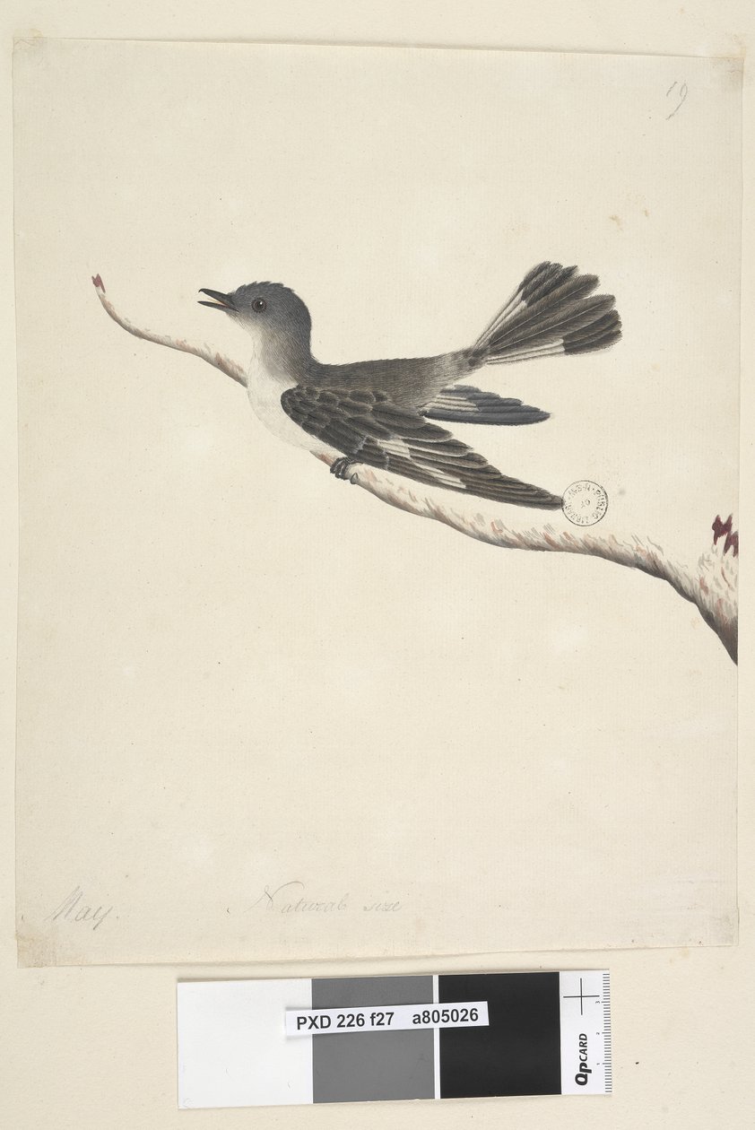 Natural Size Hooded Robin, Female by Unknown artist