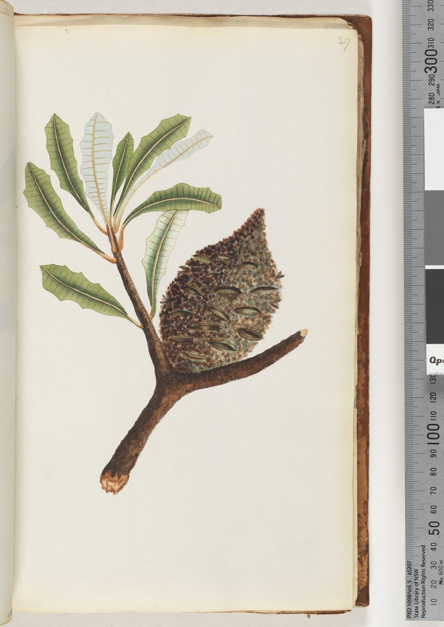 Page 27. Native name Wye gal le ang by Unknown artist