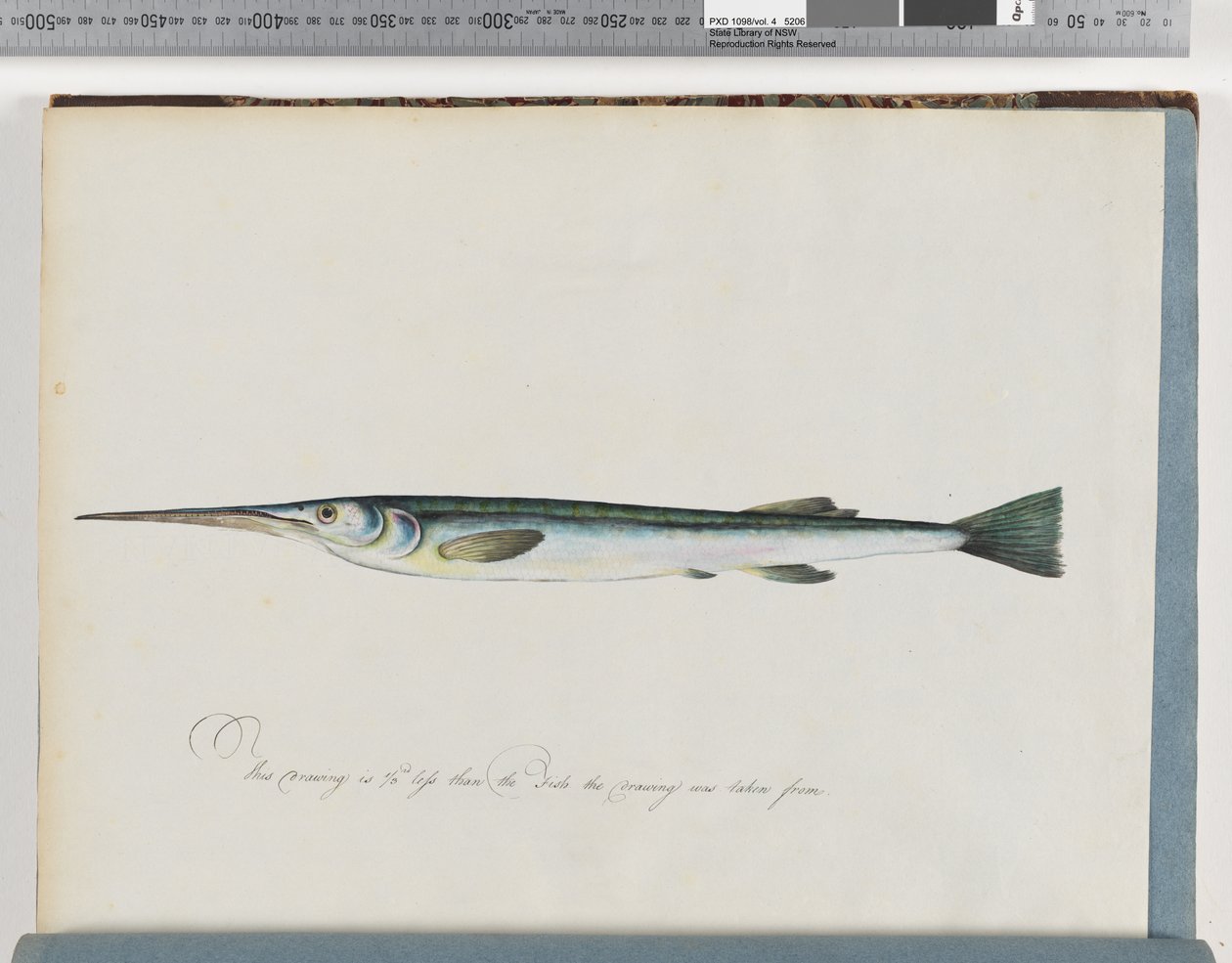 Unidentified Fish by Unknown artist