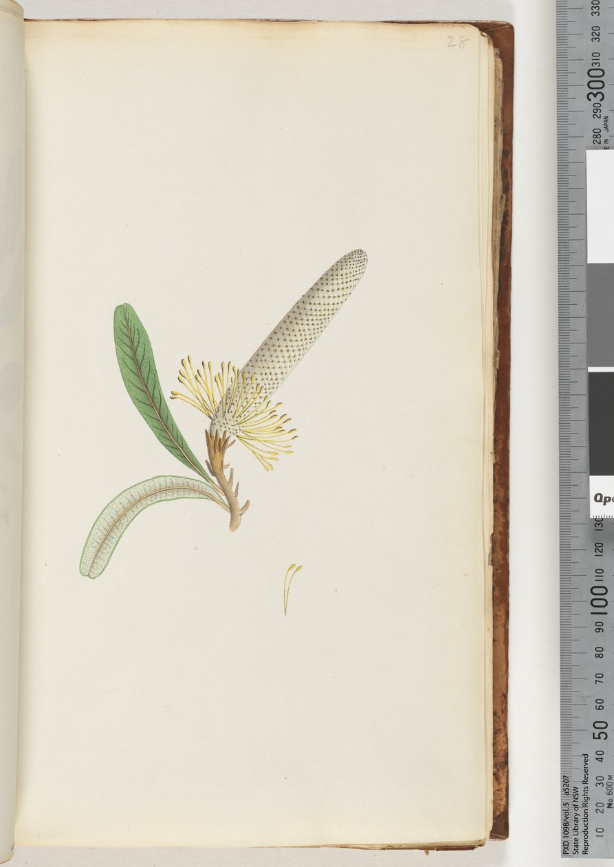 Page 28. Flowering Plant, "A Creeper" by Unknown artist