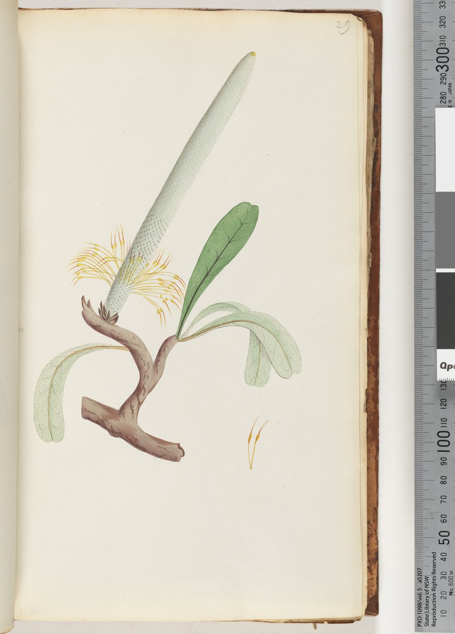 Page 29. Coast Banksia by Unknown artist