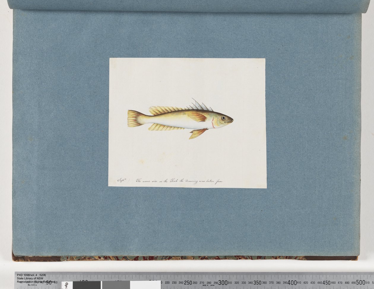 Page 30. Unidentified Fish by Unknown artist