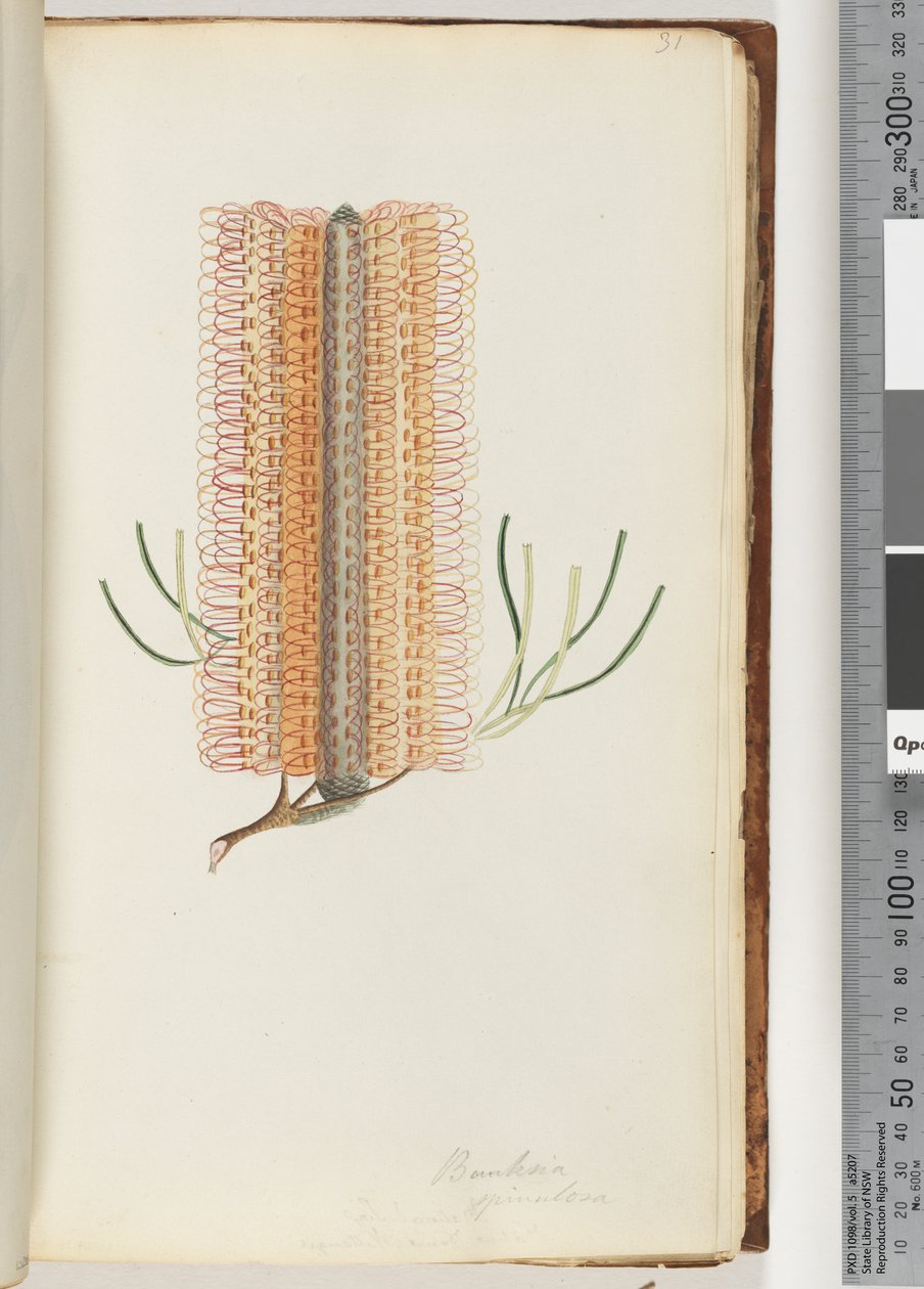 Page 31. Banksia spinulosa / Hairpin Banksia by Unknown artist