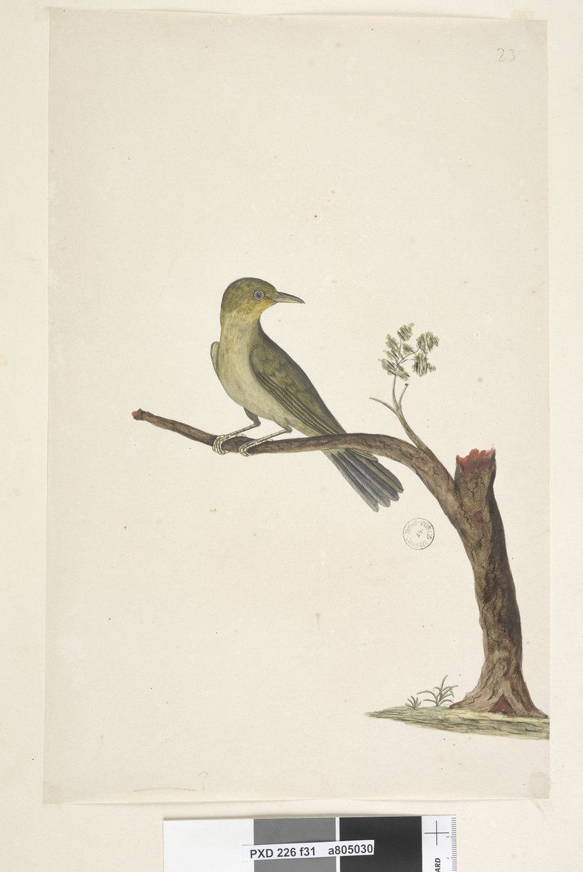 Page 31. Slender, Billed White, Eye Zosterops tenuirostris by Unknown artist