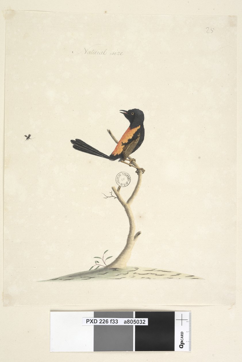 Red-Backed Wren (male), 1791-92 by Unknown artist